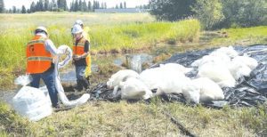 Hazardous Waste Cleanup